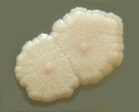 mycobacterium mycobacterium